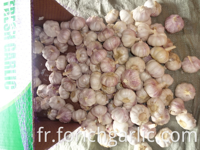 Regular Garlic 5 0cm